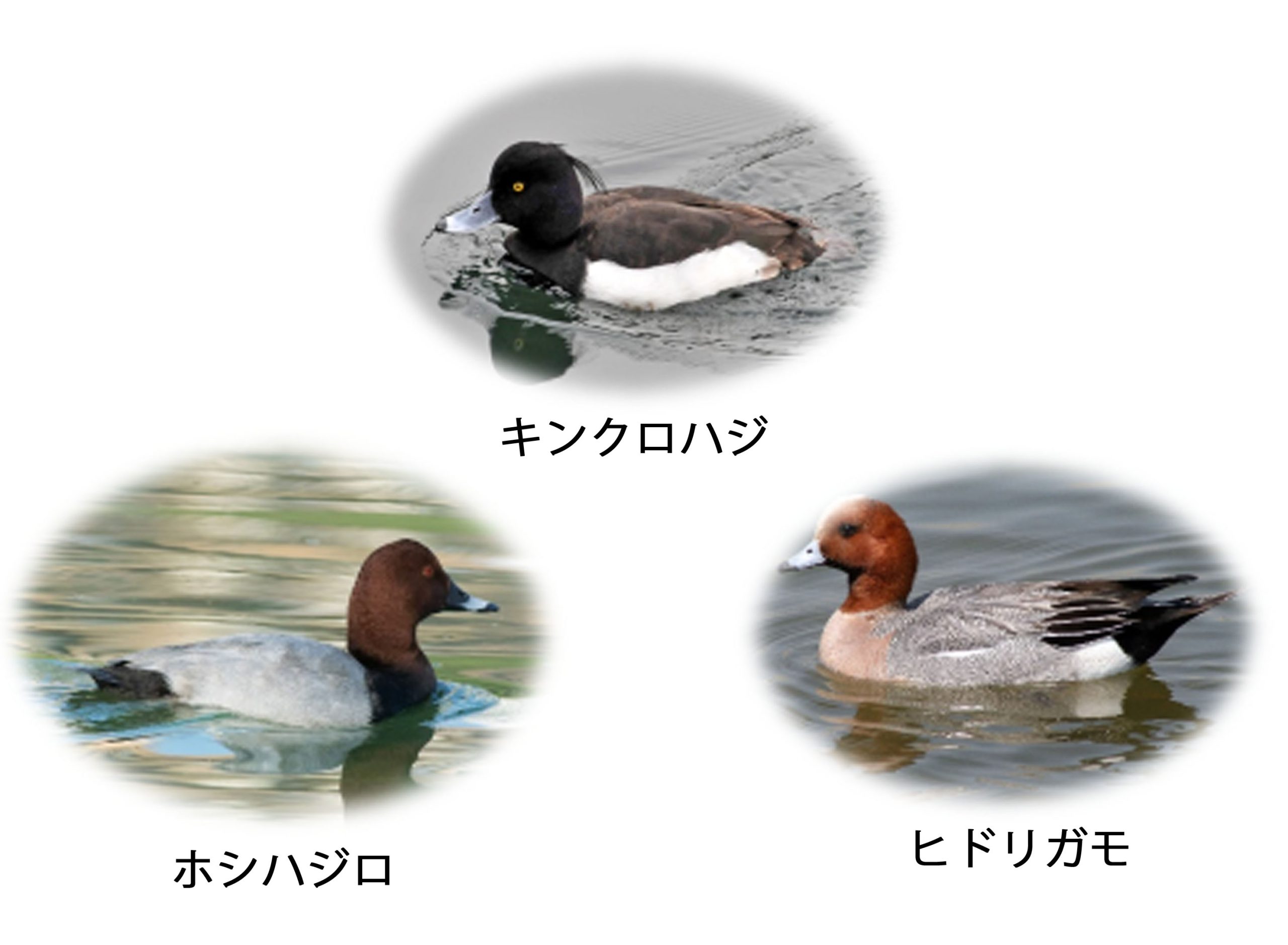 若狭の水辺で越冬する水鳥たち | 御菓子処 井上耕養庵